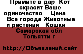 Примите в дар. Кот скрасит Ваше одиночество. › Цена ­ 0 - Все города Животные и растения » Кошки   . Самарская обл.,Тольятти г.